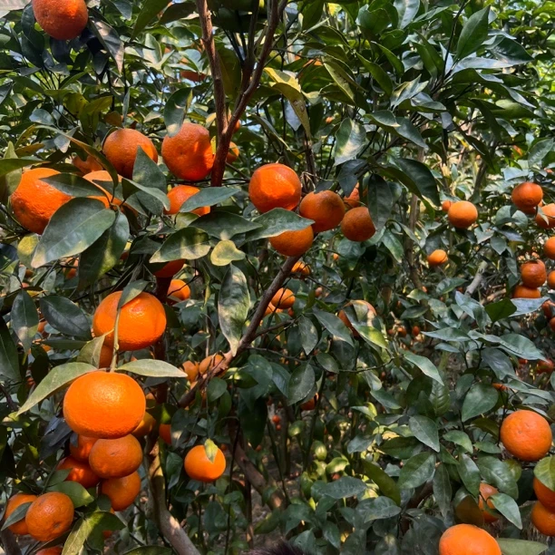 云南生态无籽丑沃柑桔新鲜小甜柑薄皮无核爆汁