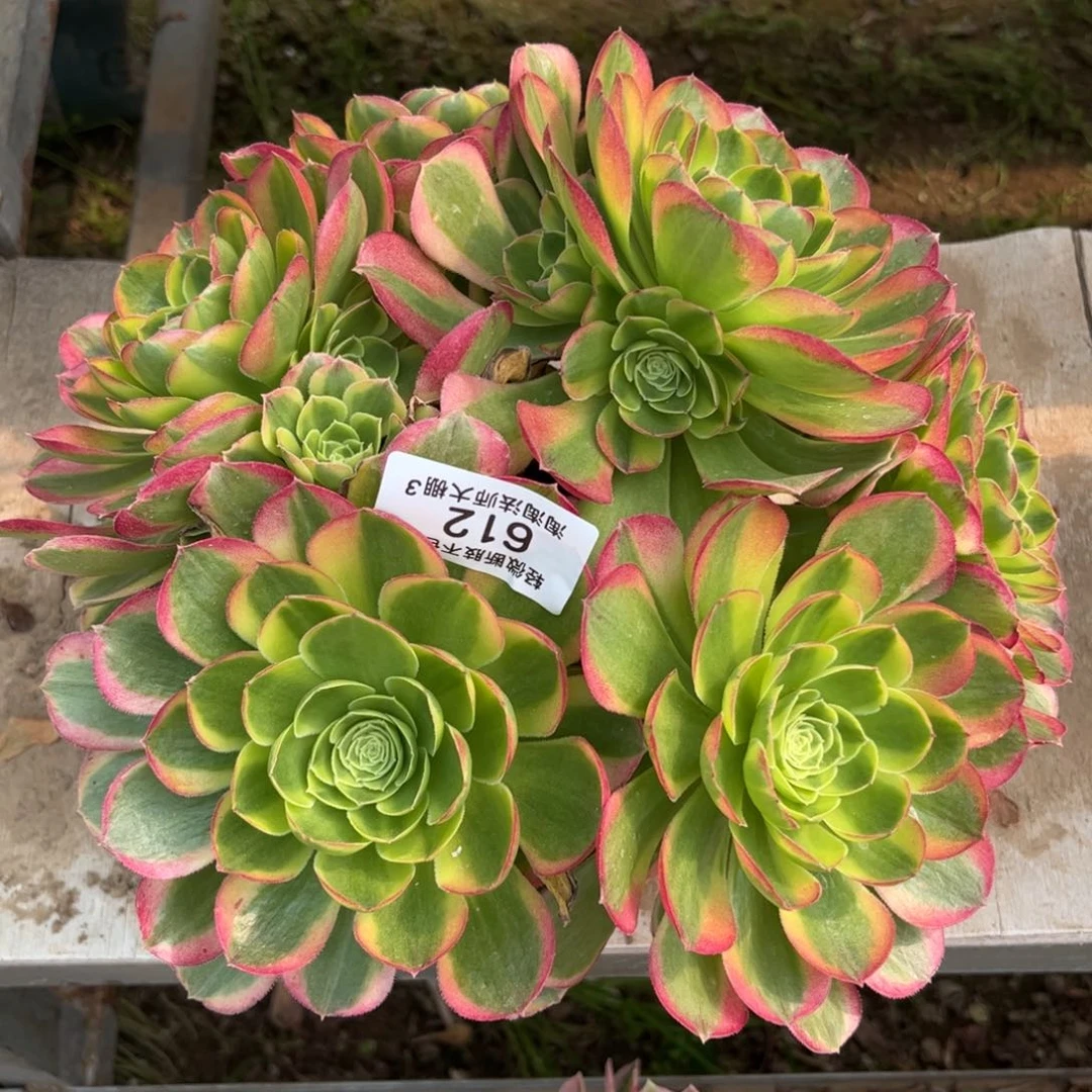 612万圣节奶白丛林多肉植物管