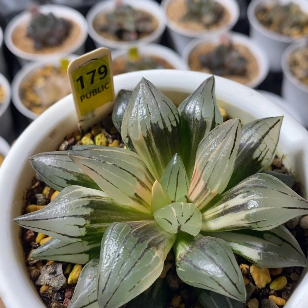 179西瓜寿十二卷多肉