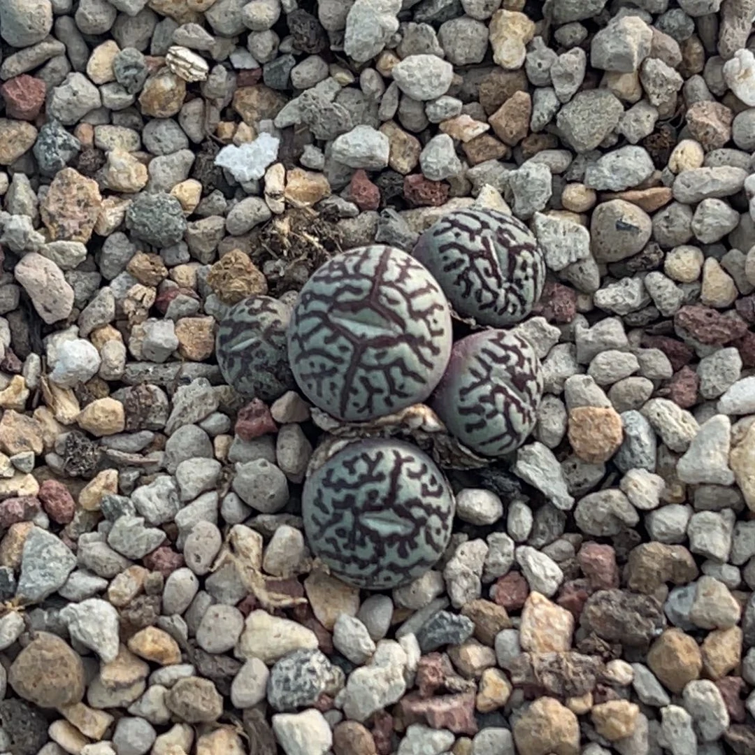 7530五头墨群一颗