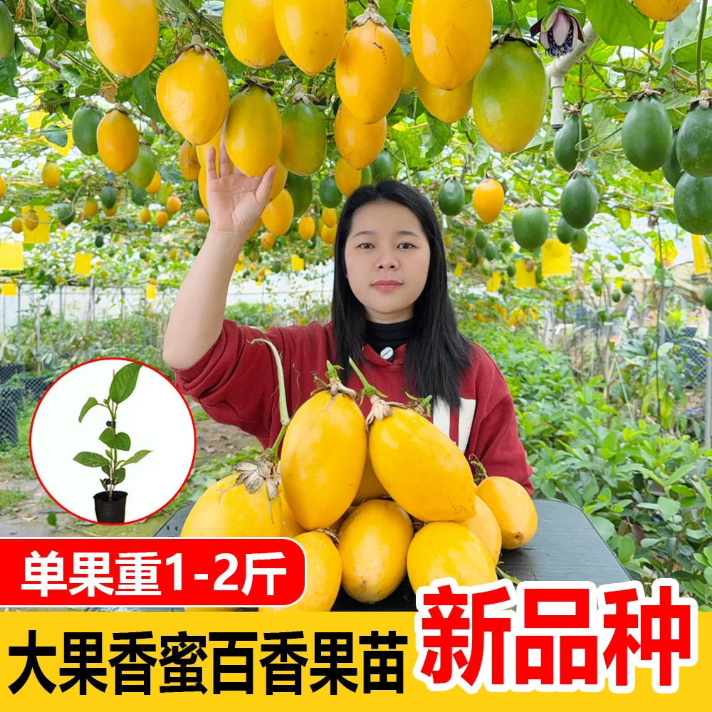 大果香蜜百香果苗 新品嫁接苗 甜蜜黄金百香果树苗 结果快好种植