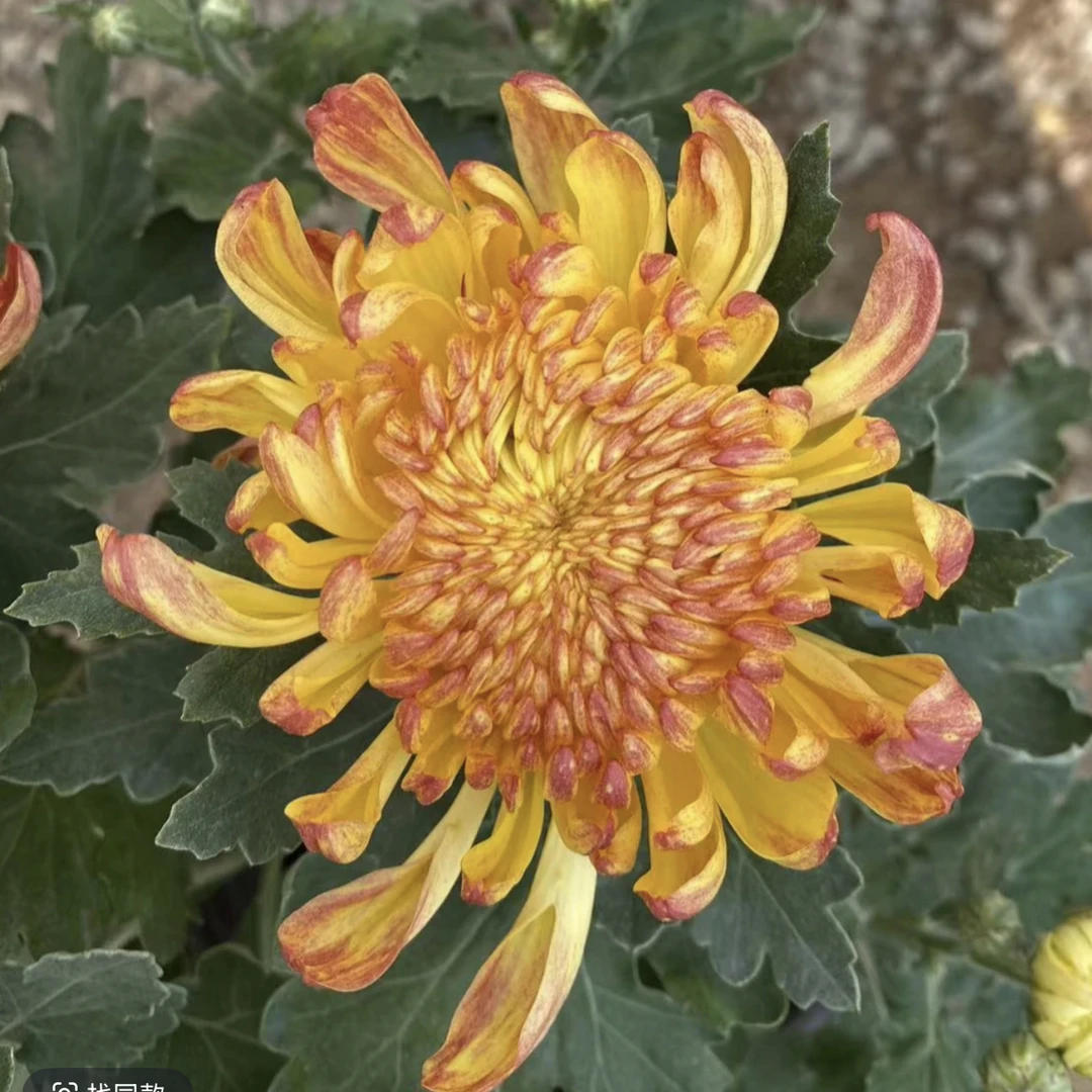 九月菊【金绣球】大花富贵菊，盆栽绿植室内好养活