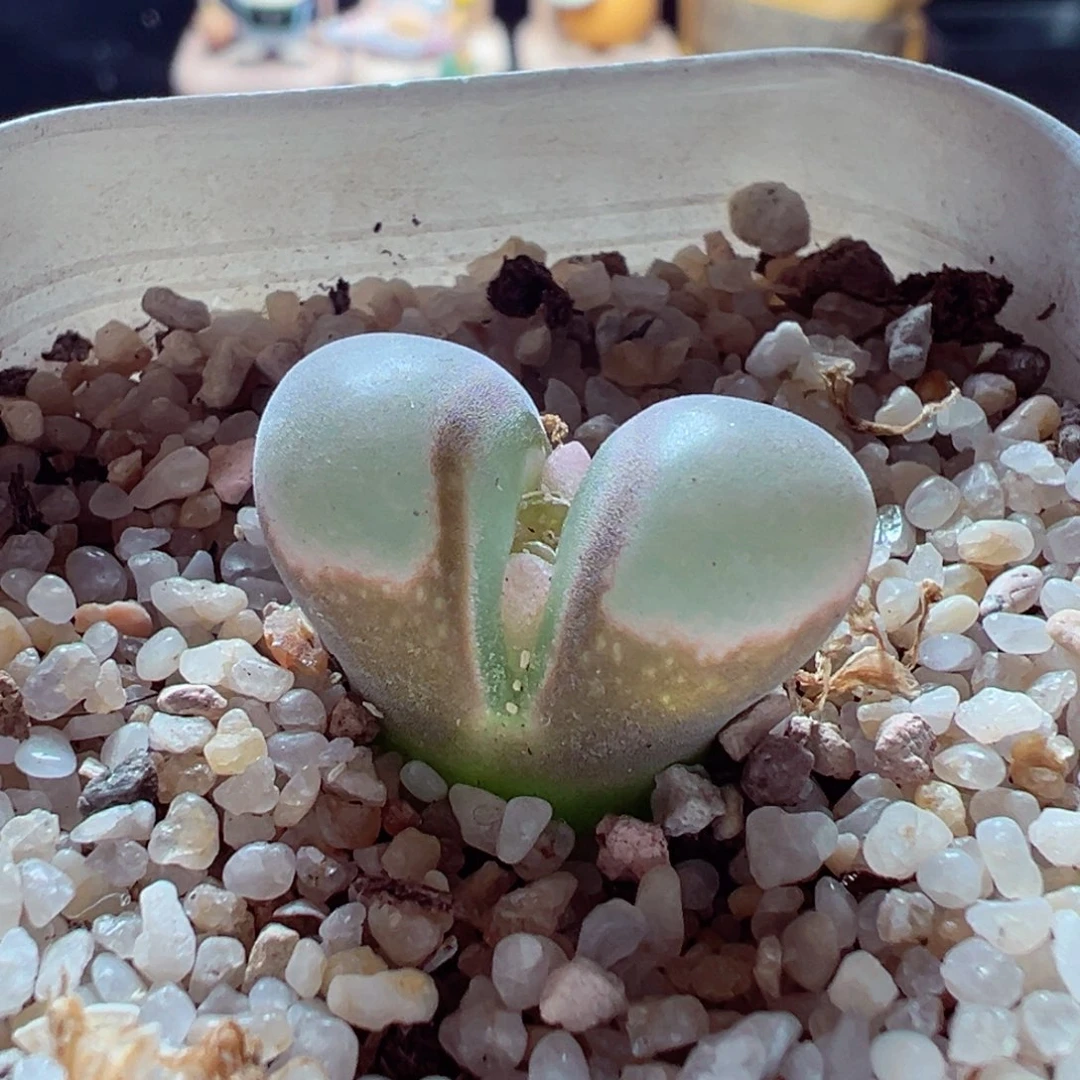 1203-548多肉多肉