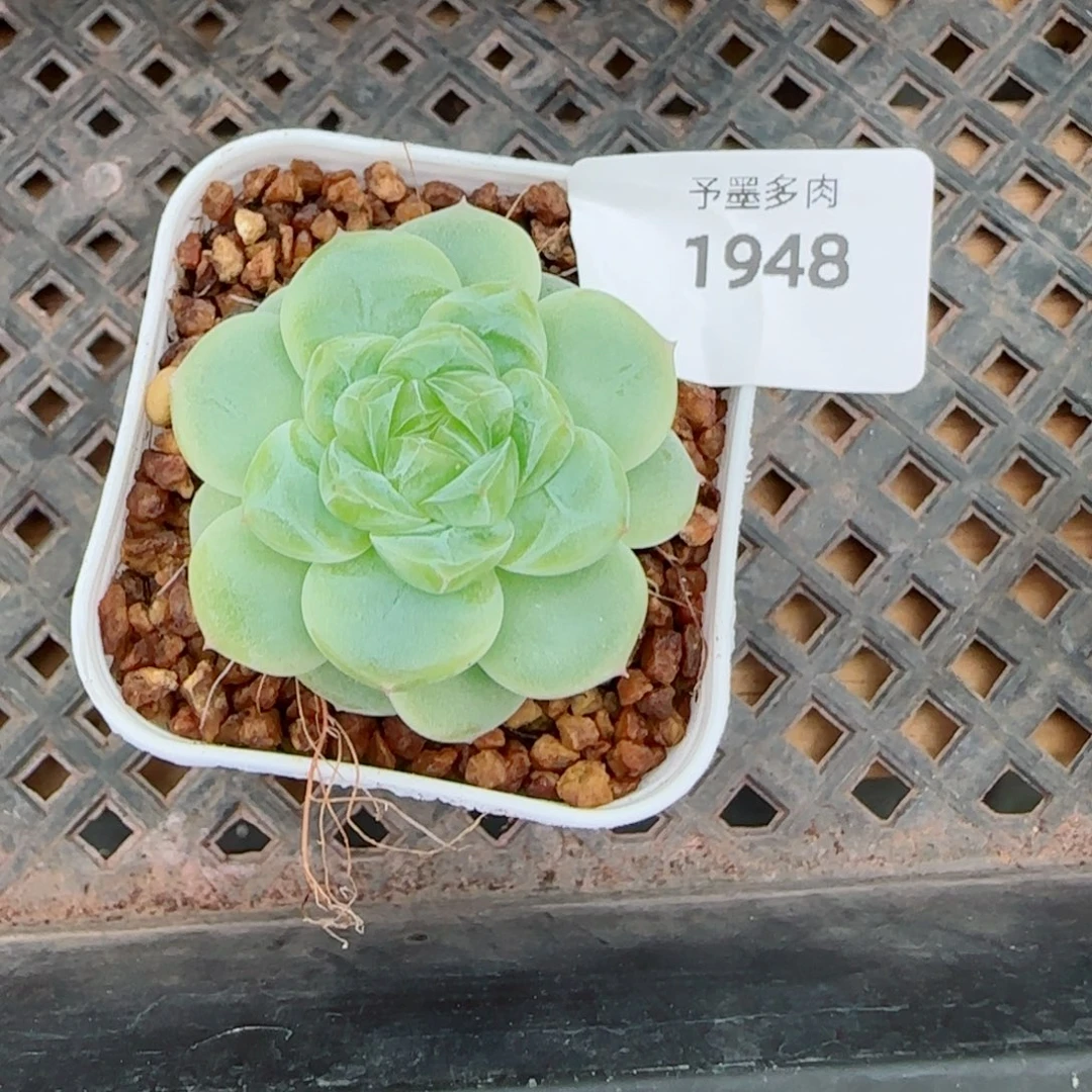 白体财富密码，1948多肉植物