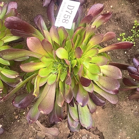 758欧紫缀化多肉