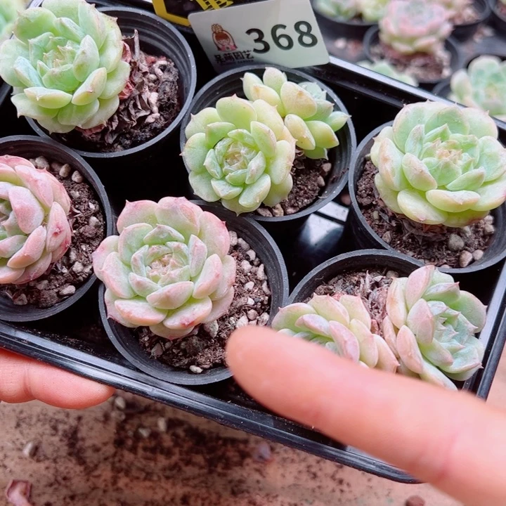 多肉植物多肉植物