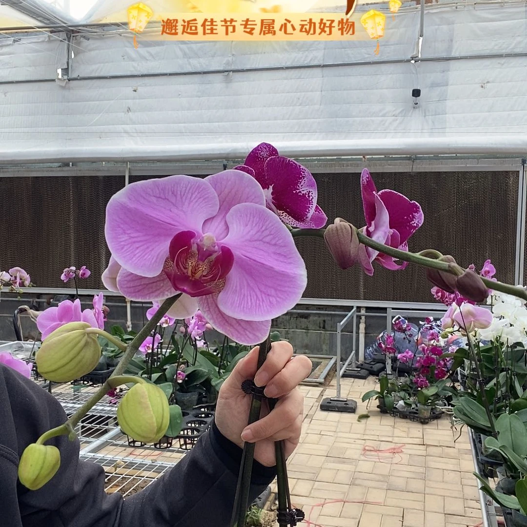 完全开放粉花紫心，大财主两颗组合
