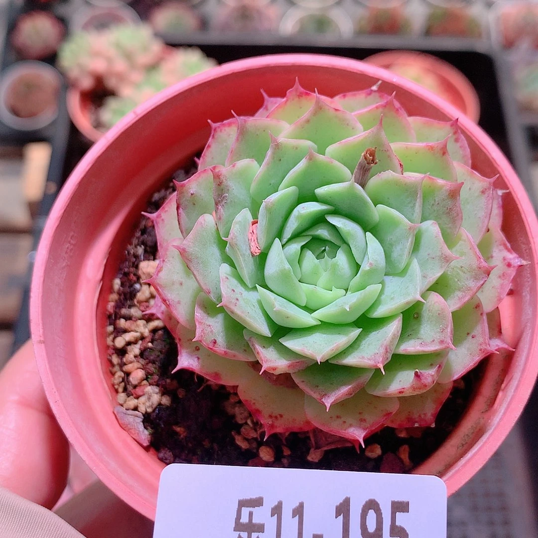 乐然11-195 朱砂痣