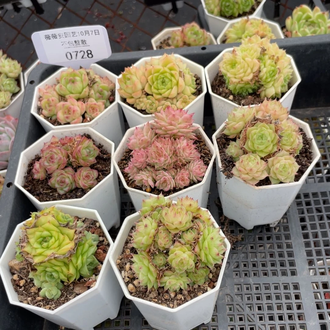 不包整散 盆子不售后0728