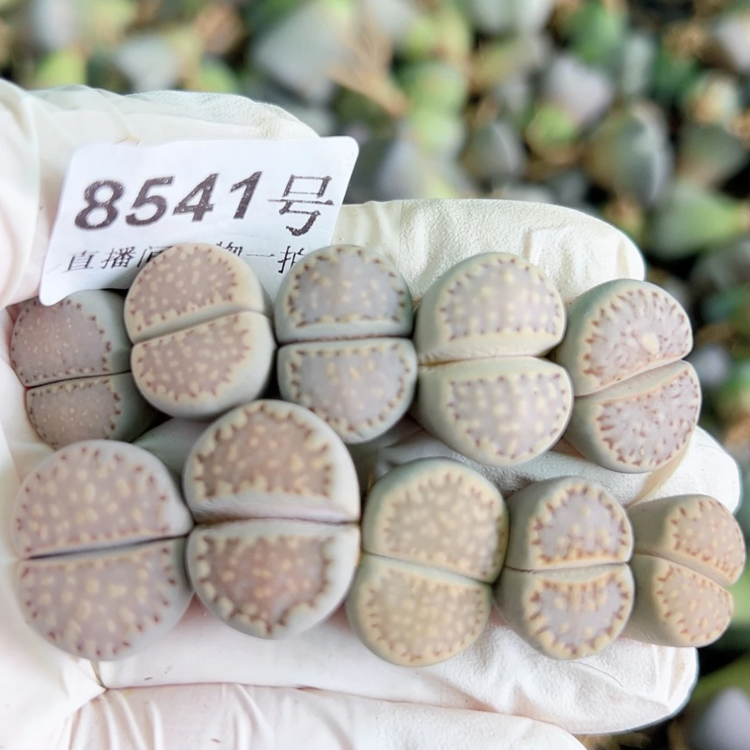 8541 四年饼干10个1.5-2cm打包出