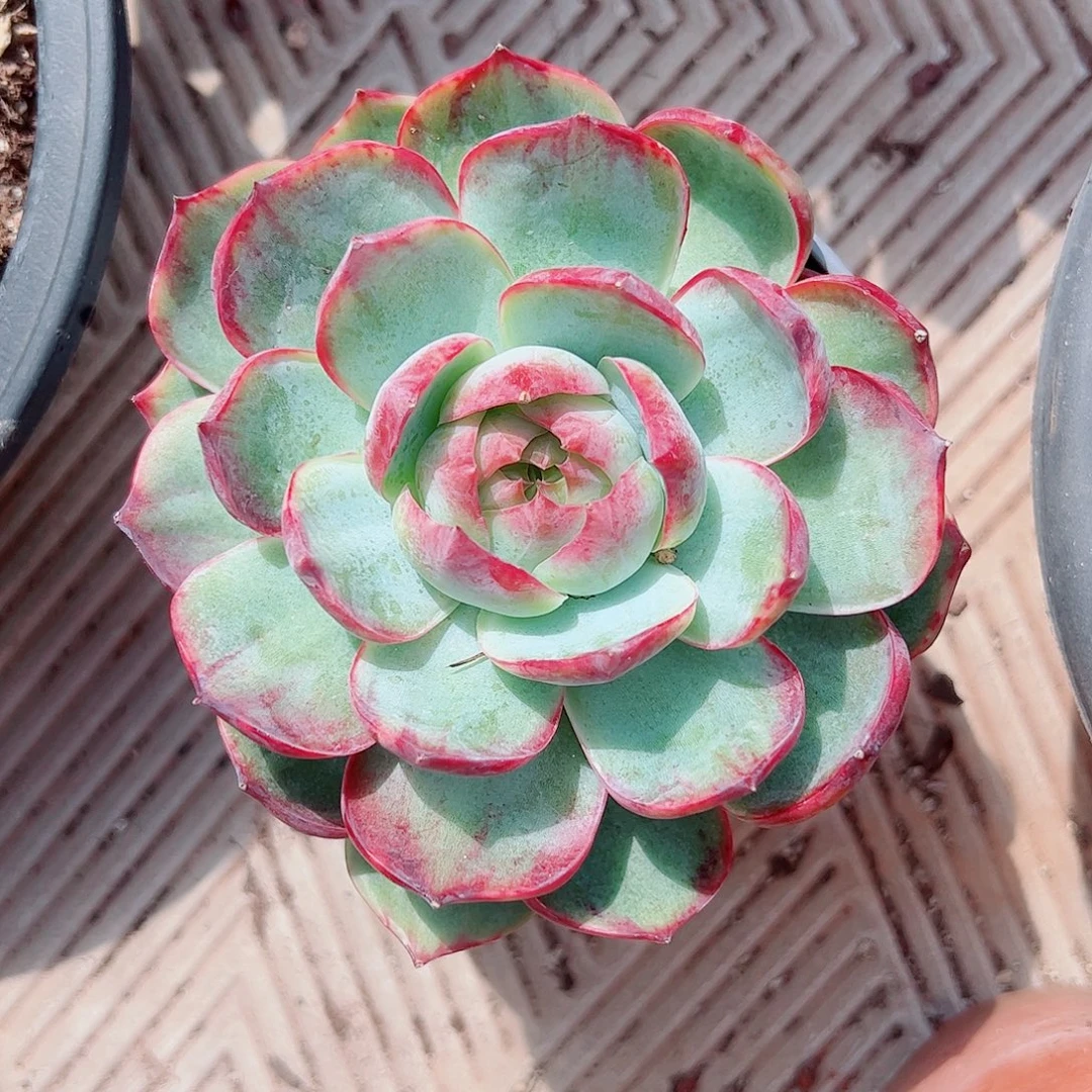 惊鸿返祖，多肉植物