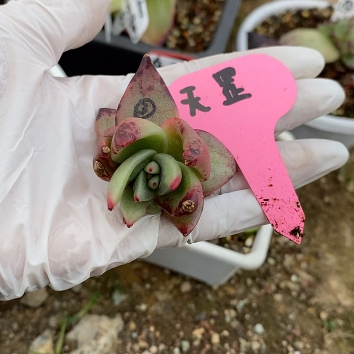 东***北天罡底座芽B-25.1.23