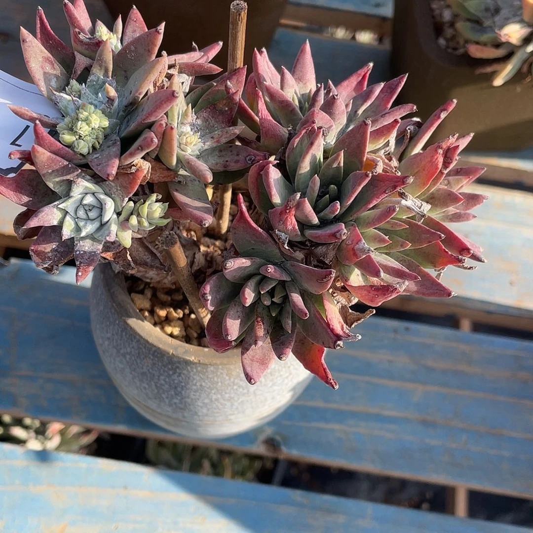 特价不售后白雪11096