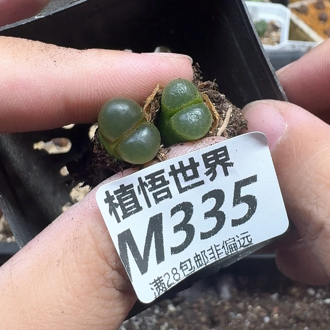 多肉植物的日子去
