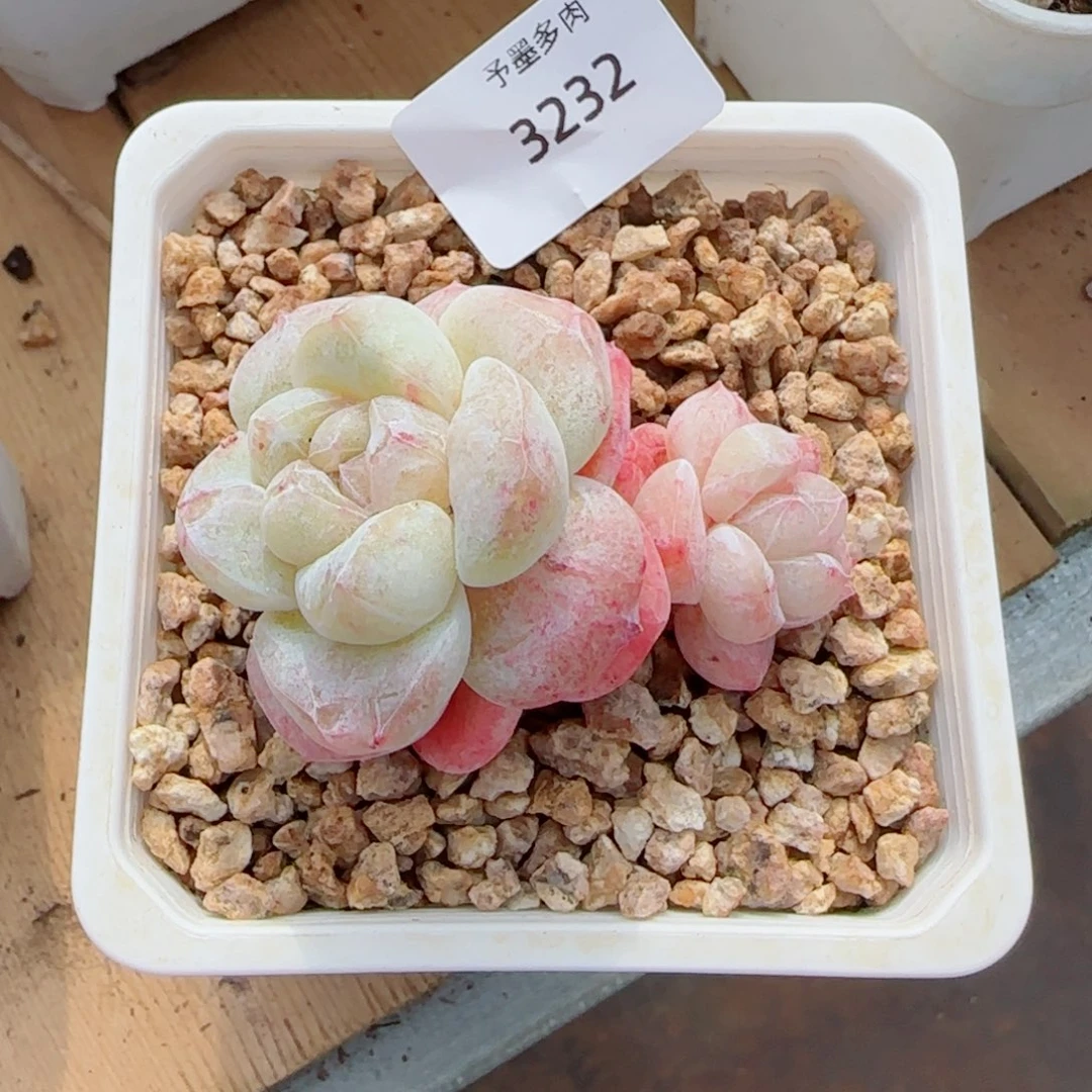 白体冰玉石化，3232多肉植物