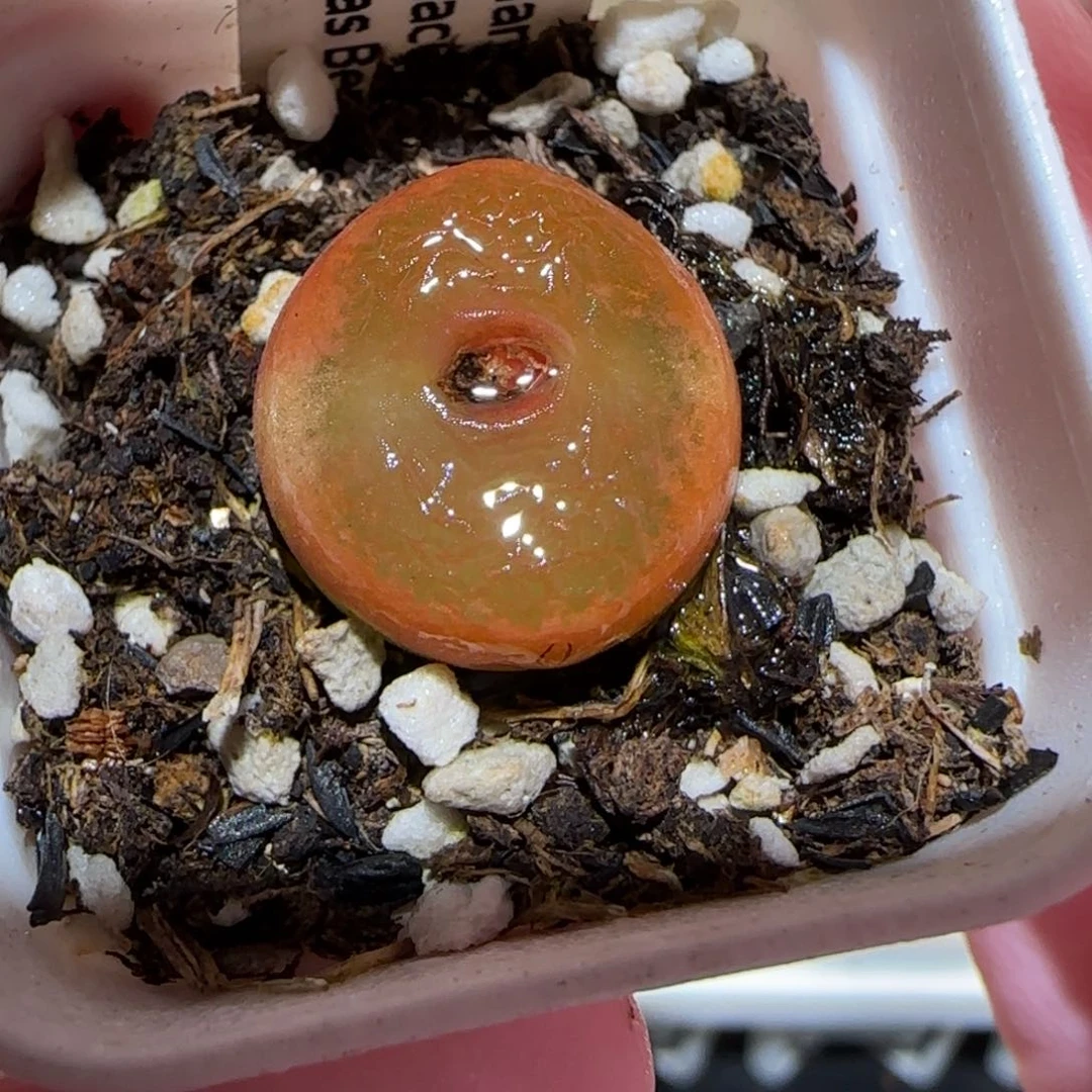 肉锥多肉植物百科-水蜜桃127