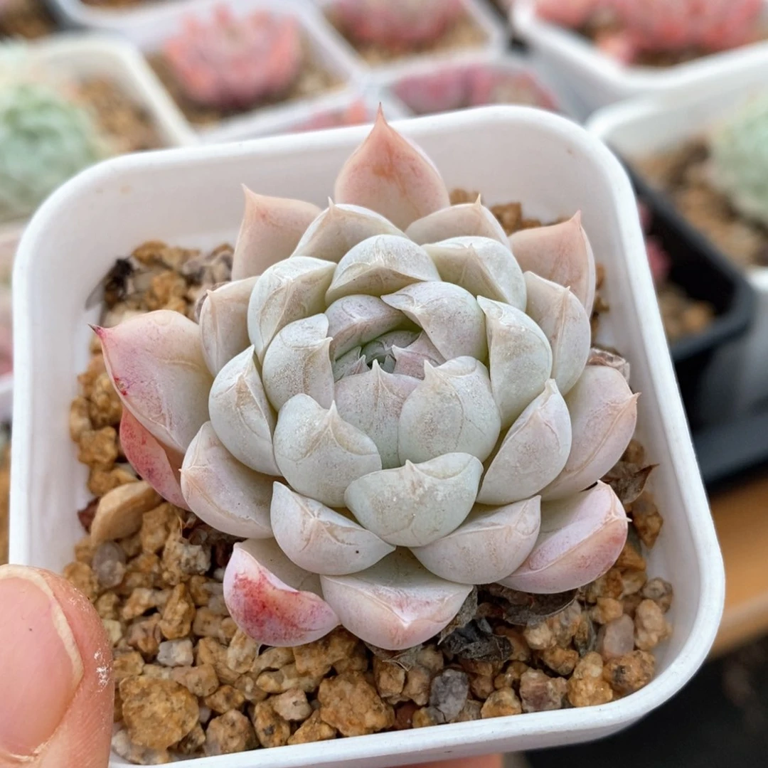 精品多肉一物一拍193