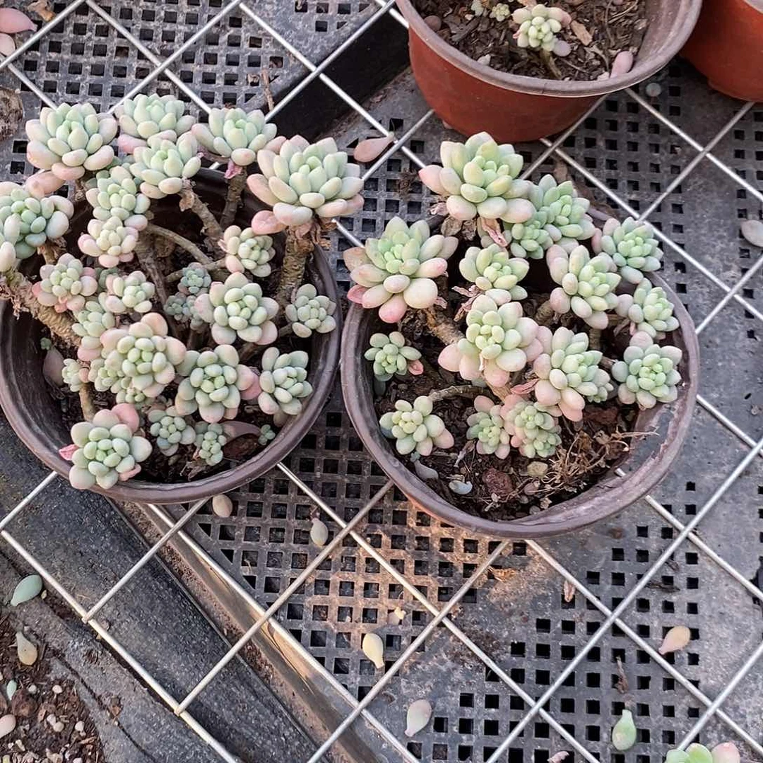 鱼子酱2盆多肉植物