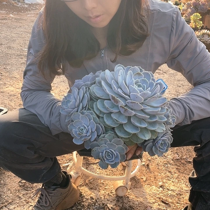 572 蓝色惊喜 一物一拍多肉