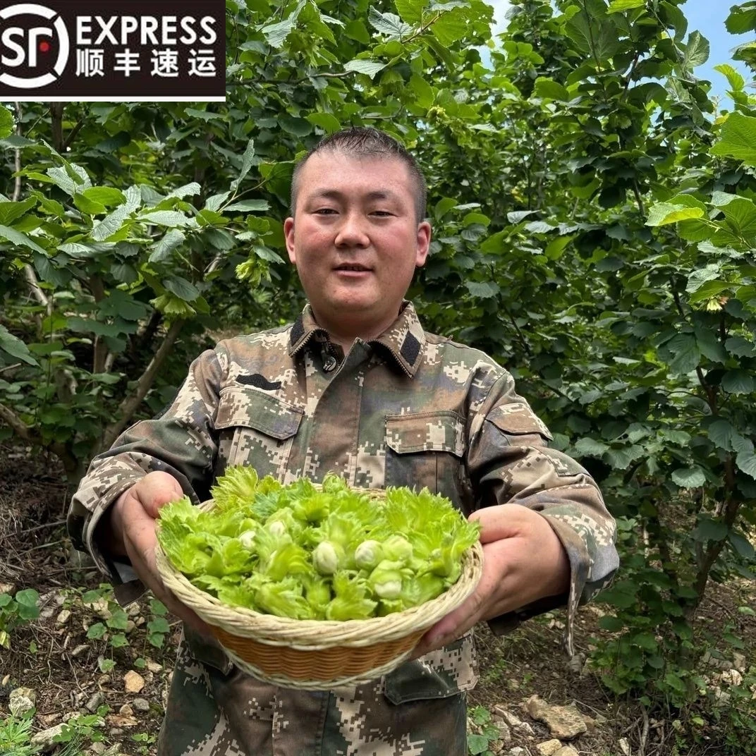 新鲜青皮水仁大榛子带绿皮水瓤榛子