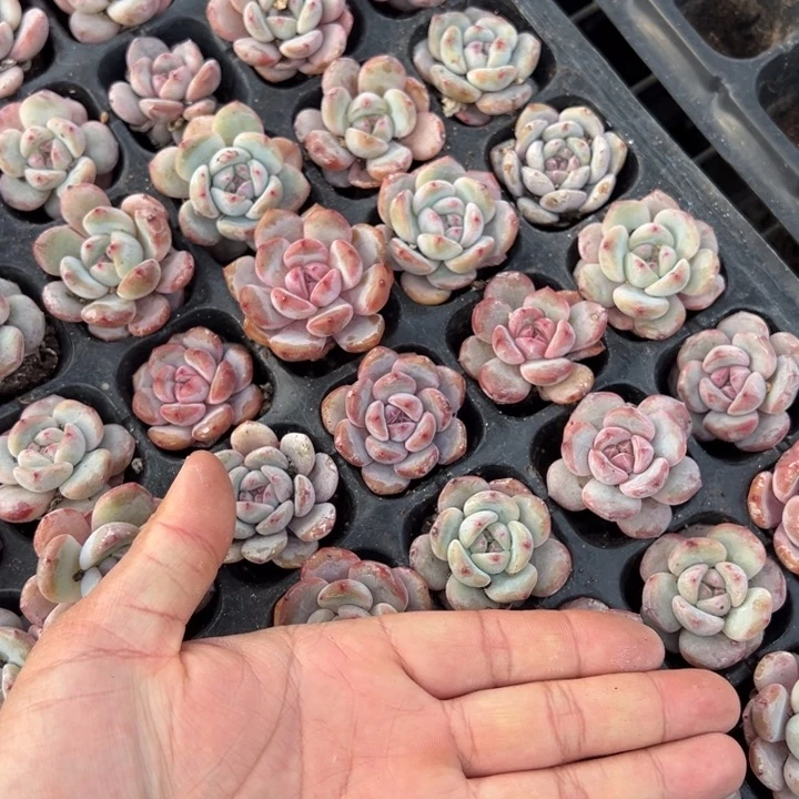 星影3cm6颗量拍多肉满20包邮初7发