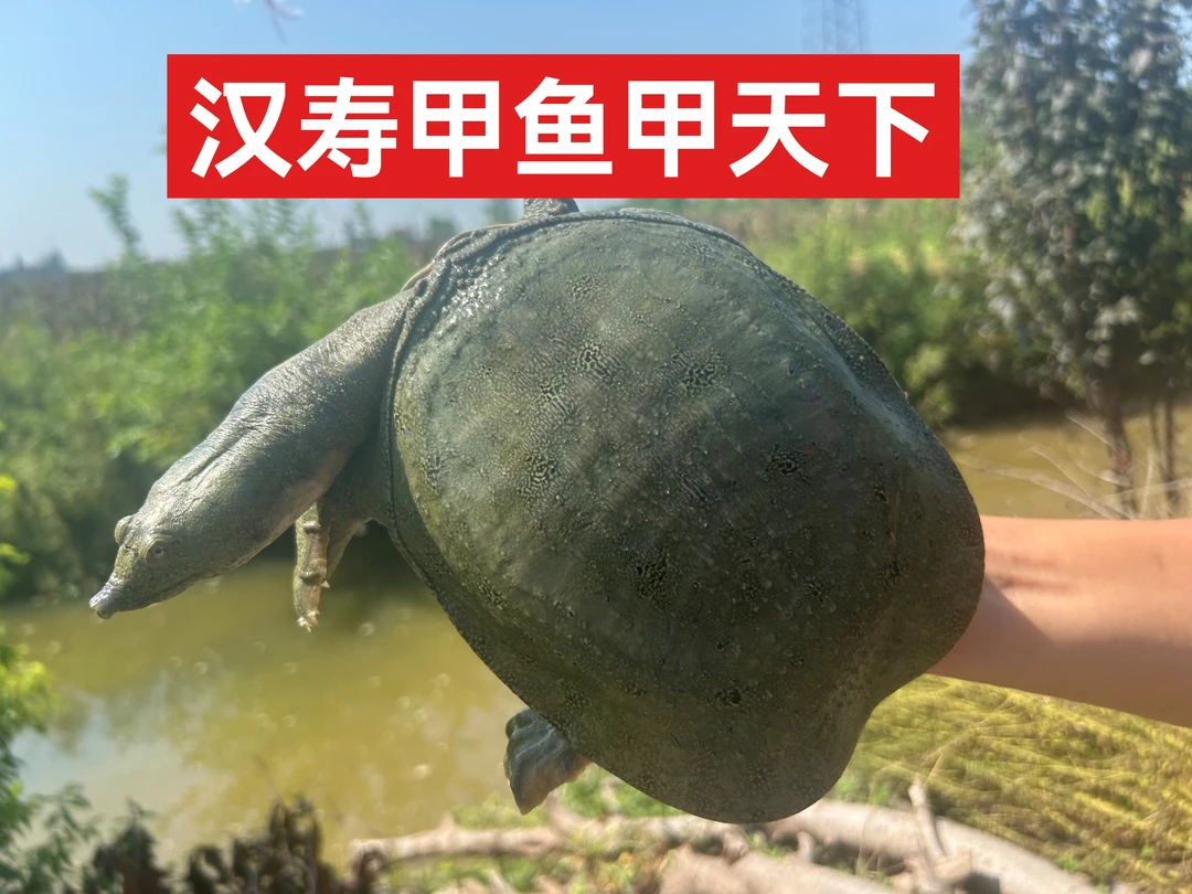 (汉寿甲鱼)4-5斤外塘生态甲鱼黄鱼水鱼团鱼王八公母甲鱼仿野生养