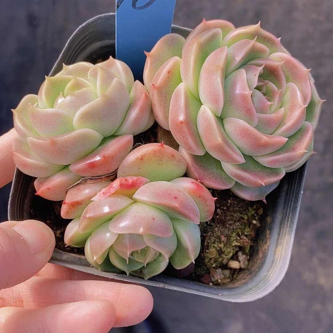 夜**兰10多肉植物老桩11