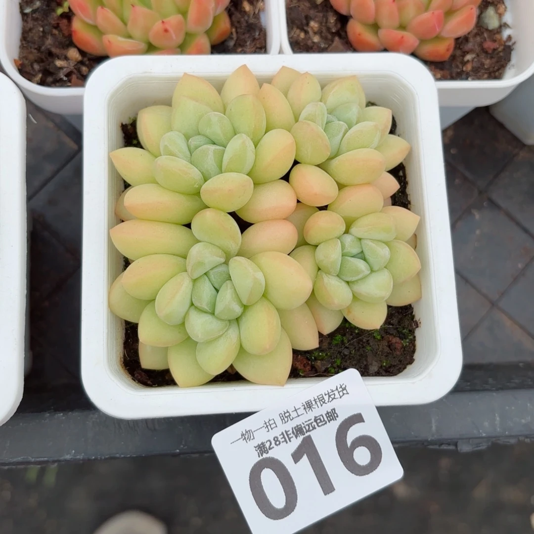 泡泡糖整群无盆土发货
