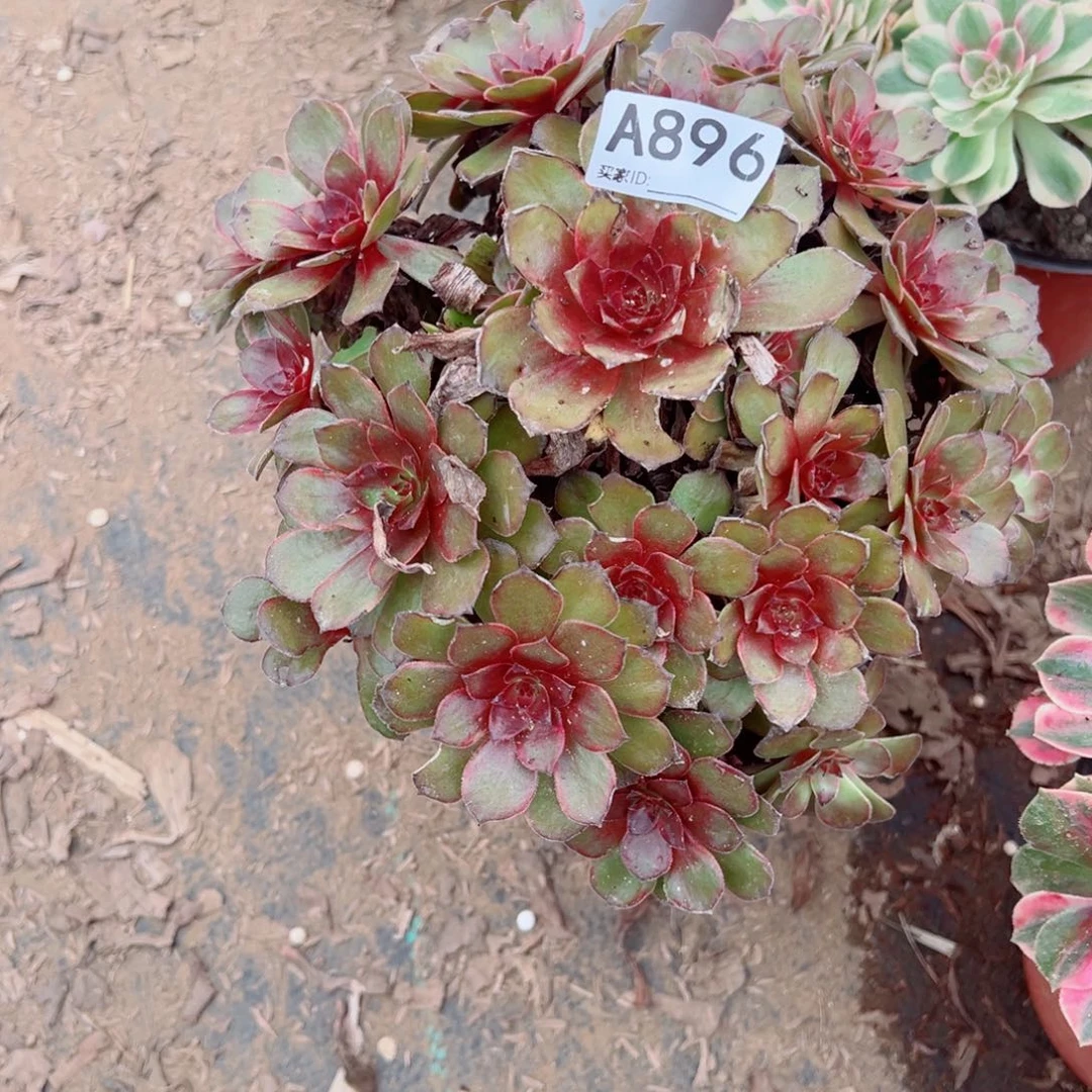 896红丝绒多肉植物法师