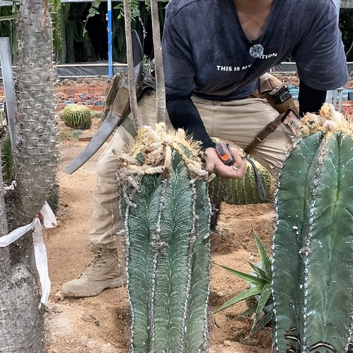 一物一拍般若。