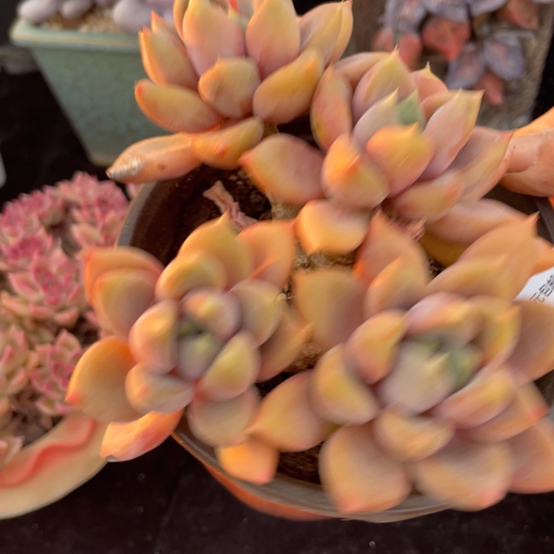 481红象牙四头群生多肉植物