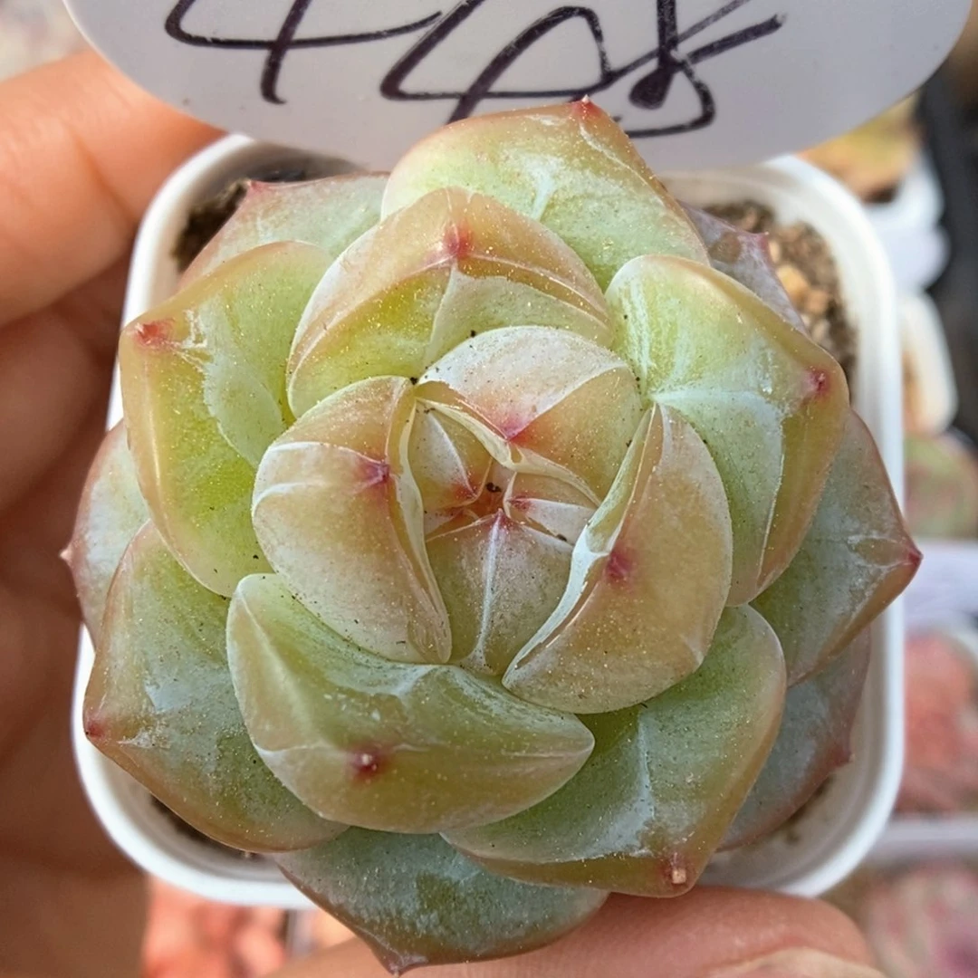 金雀可拍448号。 