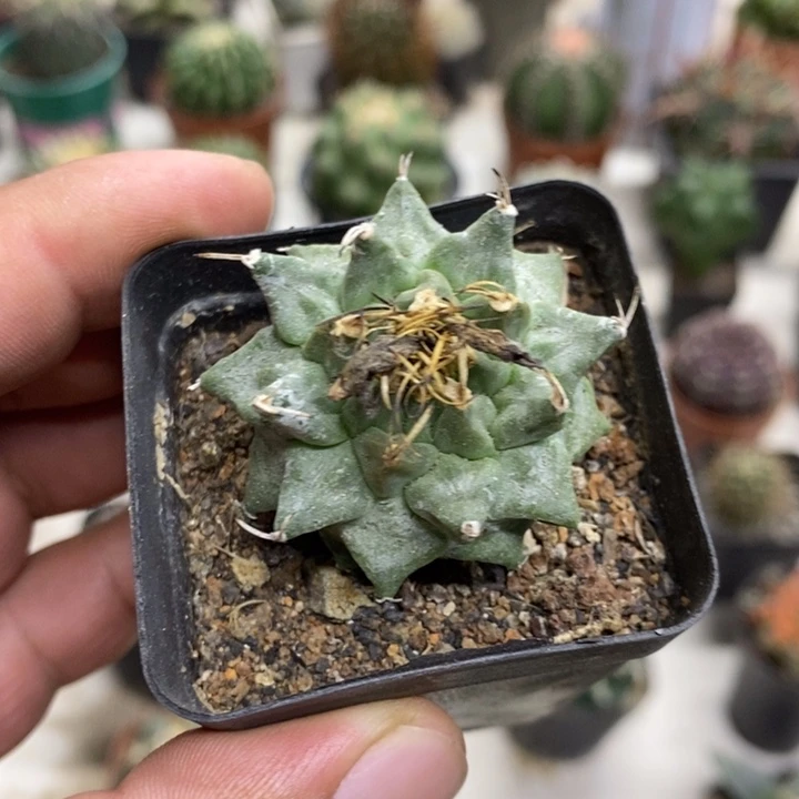 实生赤花娇丽特价福利