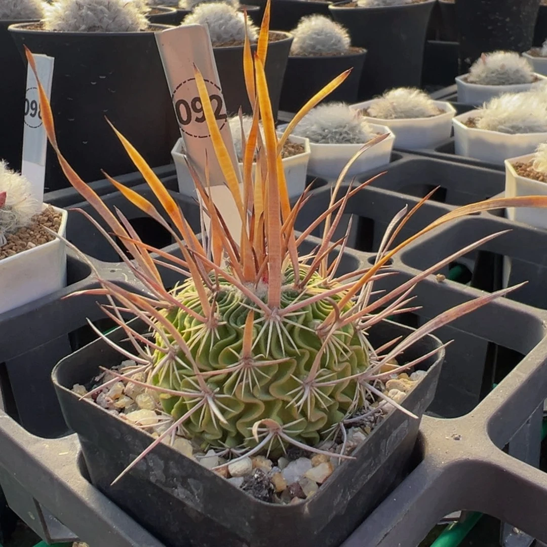 0927实生根扭刺多棱玉多肉植物带盆土