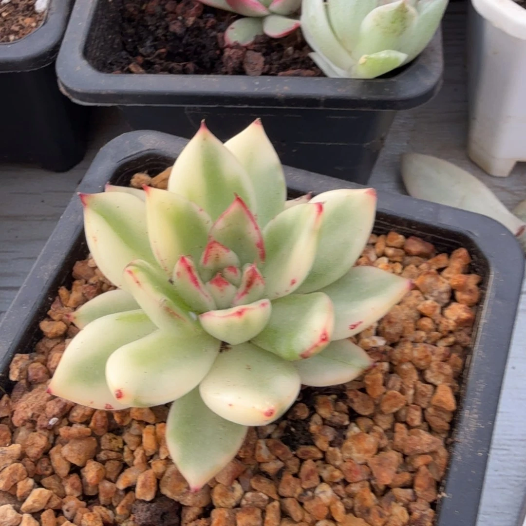 阿斯娜锦，多肉锦