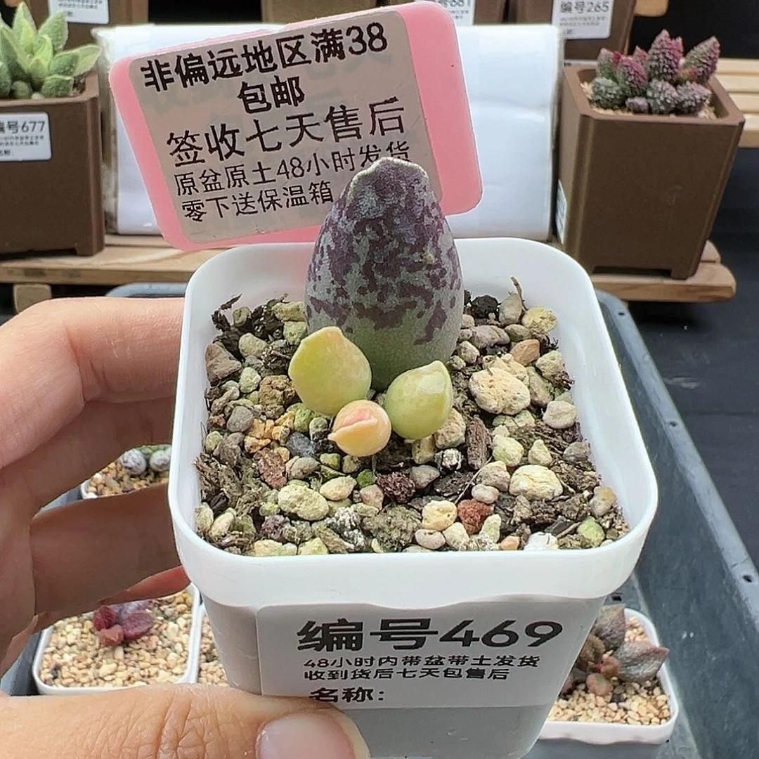 静**哦469紫肌海豹二代多肉