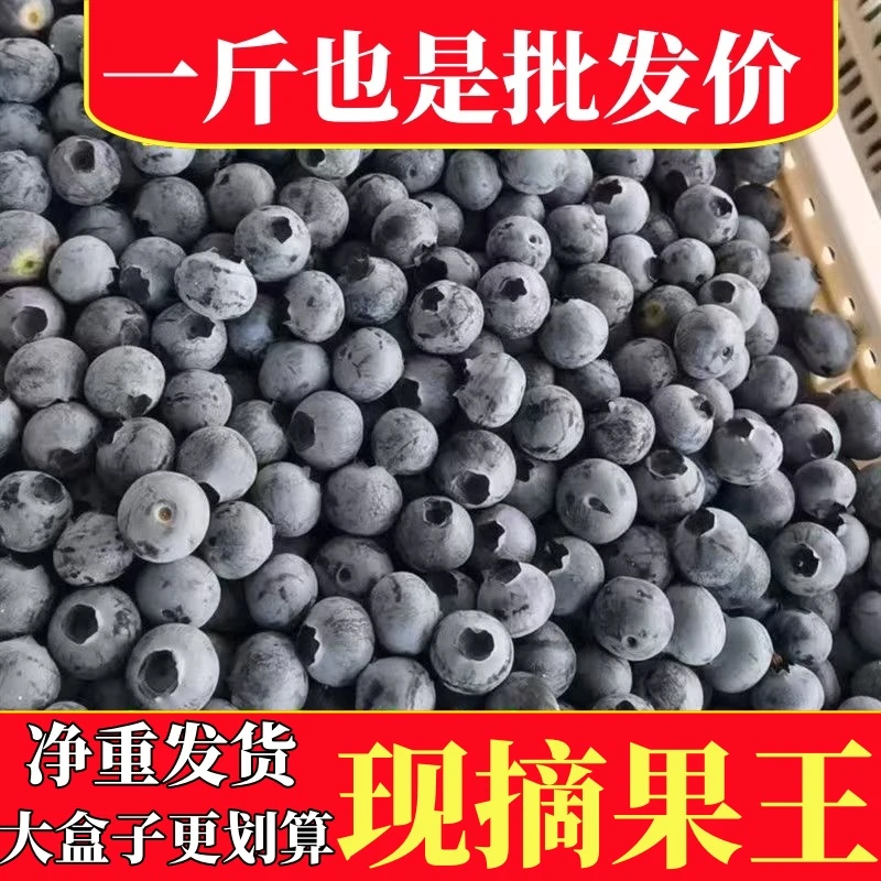 蓝莓1斤2斤3斤批发更划算现摘现发新鲜蓝莓半斤250g