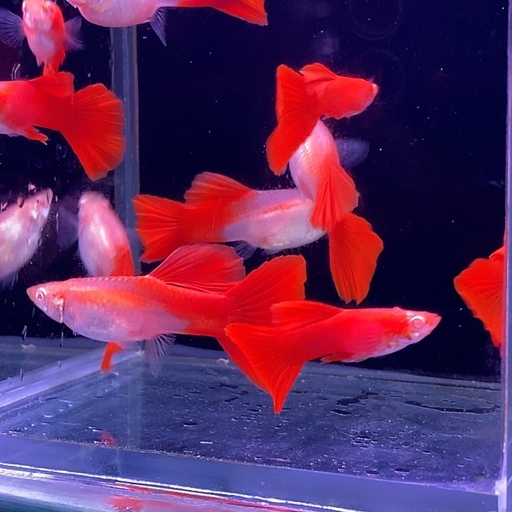 孔雀鱼大背血红10条