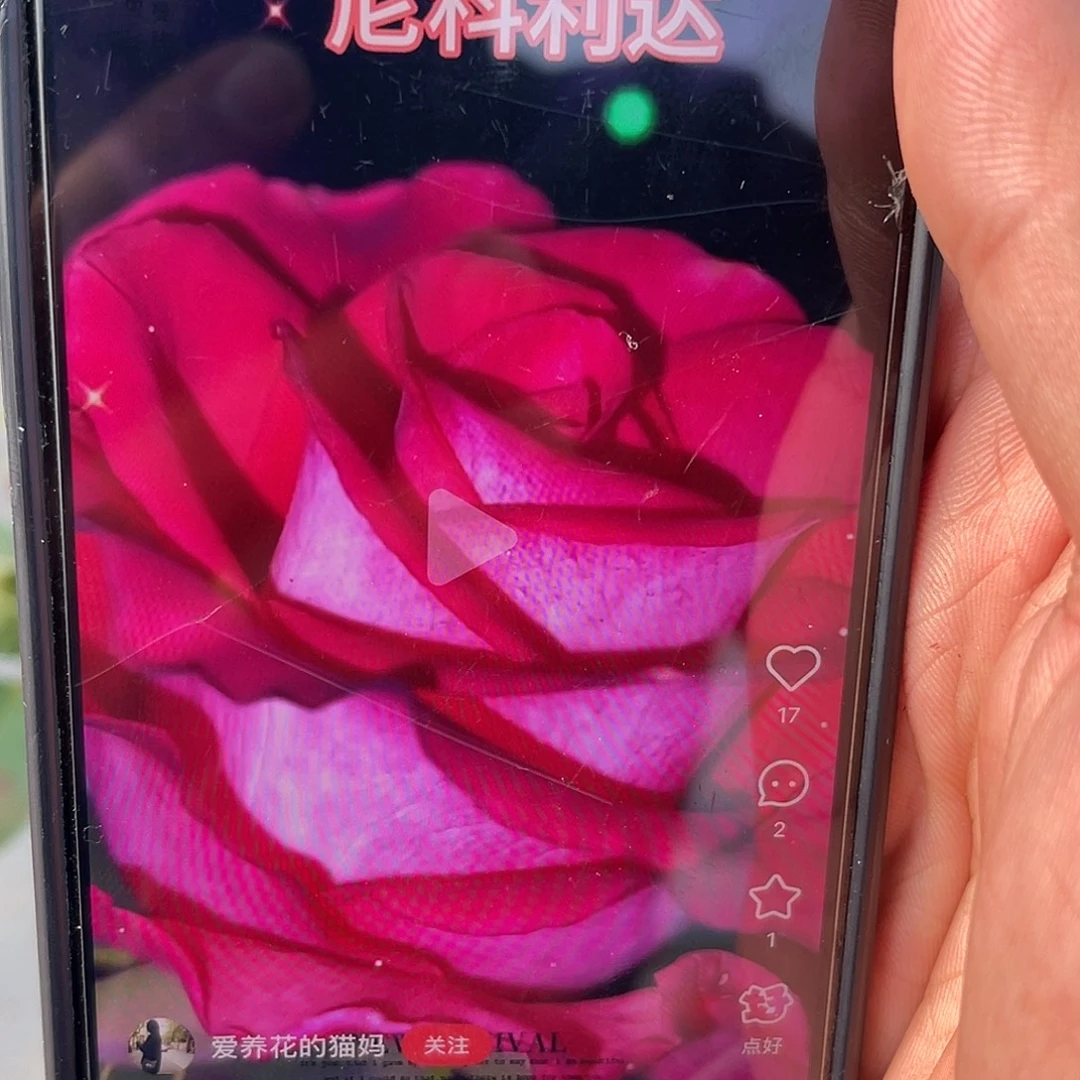 无花朵——-尼克利达。福利款