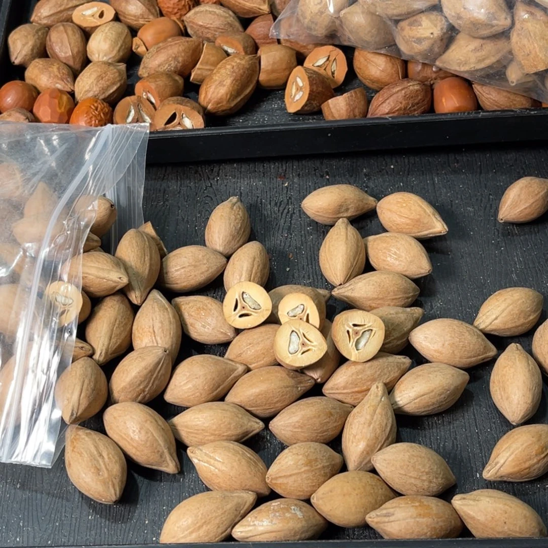 吊坠橄榄核1111111111111111