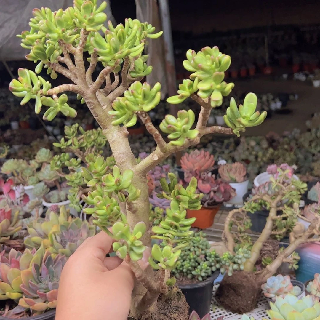 招财猫老桩粗腿高桩