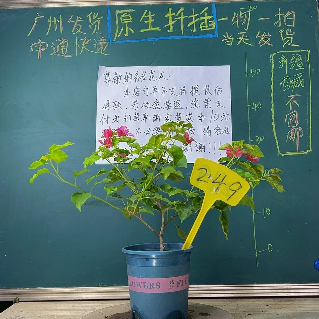 当前无花栽培后可以开花红九月249
