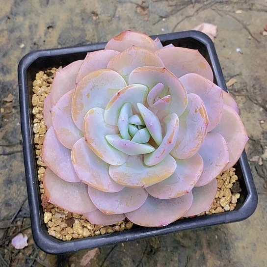 铲***宝奶茶多肉植物群