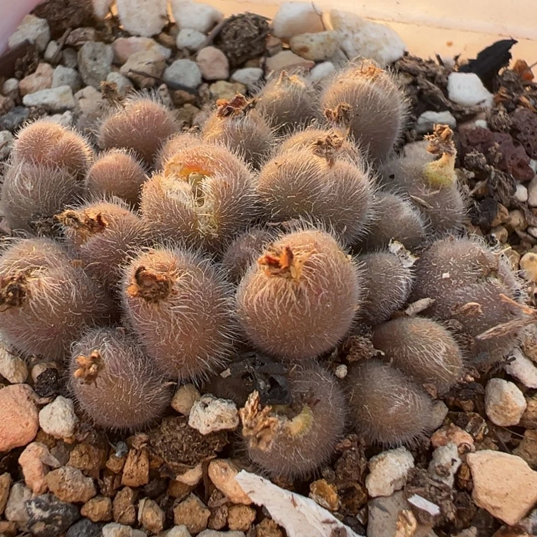 24头紫毛球多肉植物百科