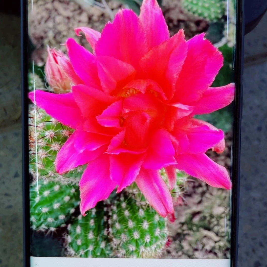 下125白檀紫牡丹歪无根侧芽3公分左右20包邮