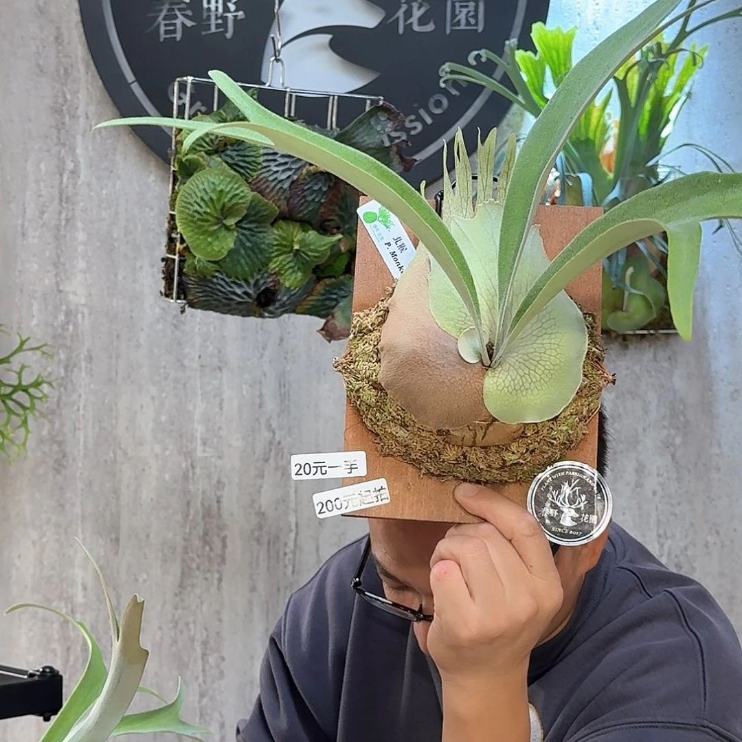 完全开放北猴鹿角蕨