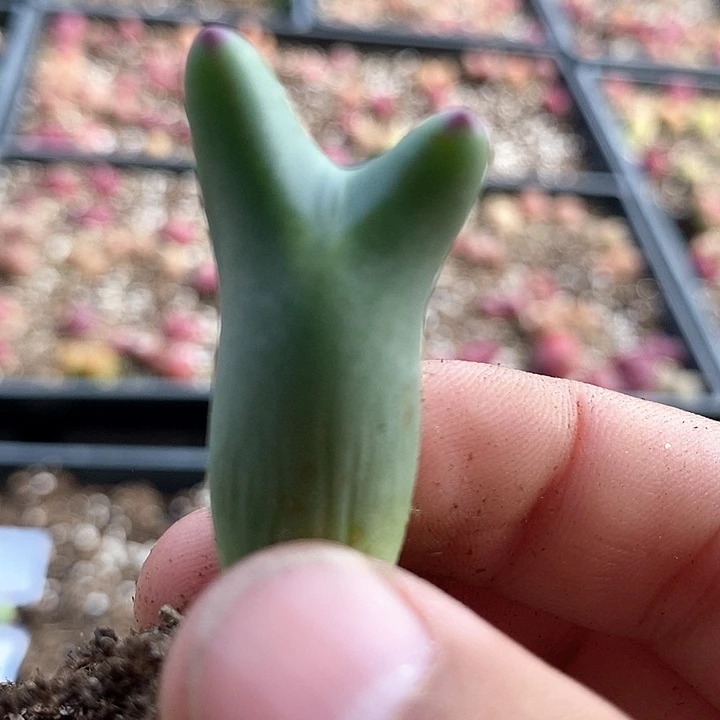 26530皮卡丘一颗