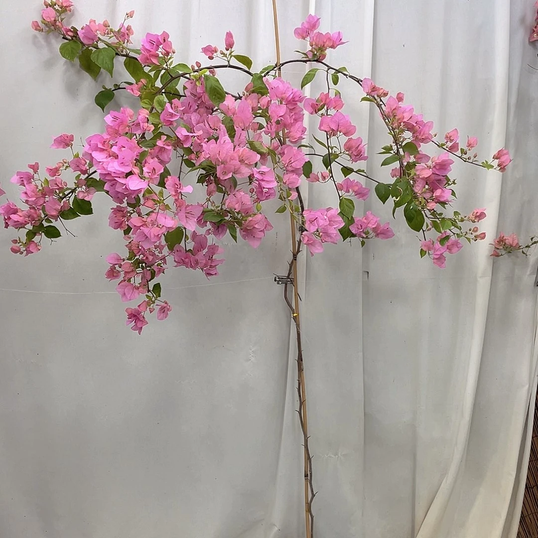 完全开放橙粉公主