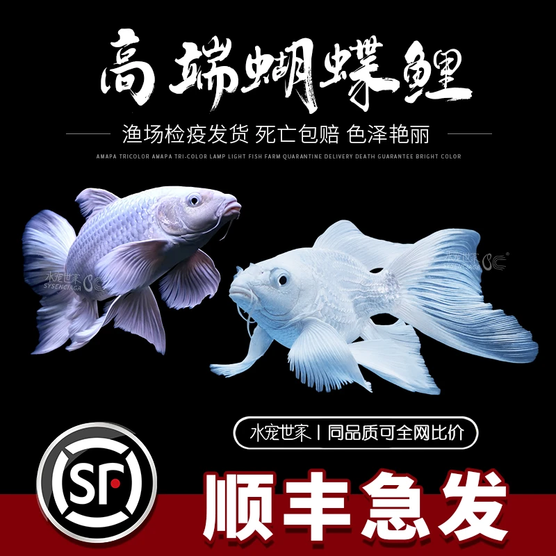 台湾蝴蝶鲤鱼活体短身蝴蝶鲤冷水鱼黄金龙凤鲤锦鲤淡水观赏鱼