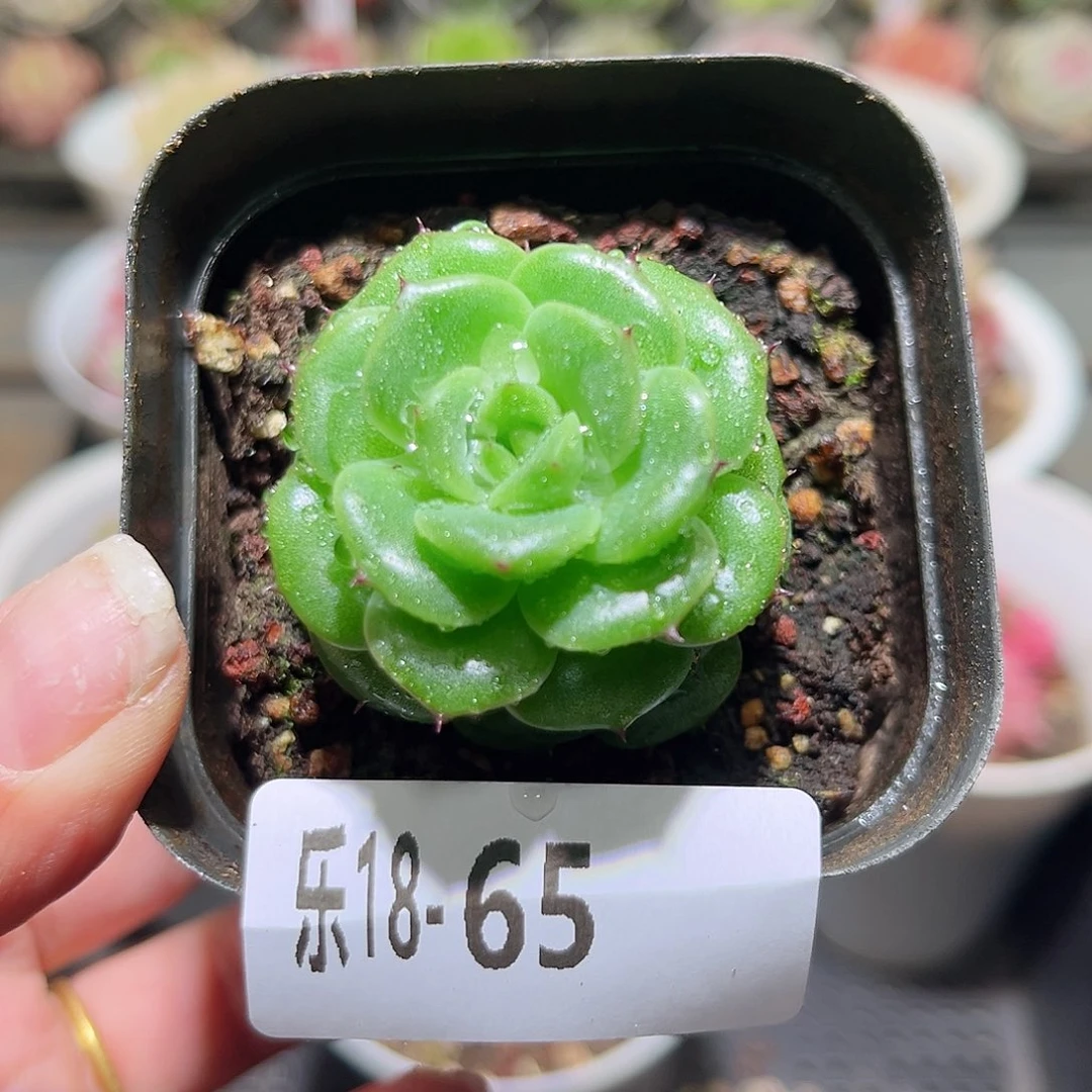 木乐18-65麦秆单头